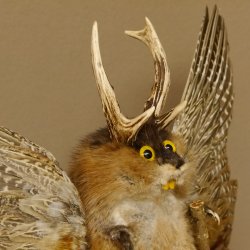 Wolpertinger Wolpi groß Bisam Präparat gelbe Augen mit Flügel Geweih Stock Laterne Höhe 36 cm Fabelwesen Gaudi Geschenk 86.14.10