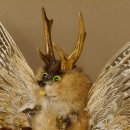 Wolpertinger Wolpi groß Bisam Präparat grüne Augen mit Flügel Geweih Stock Laterne Höhe 36 cm Fabelwesen Gaudi Geschenk 86.14.12