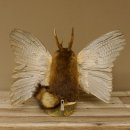 Wolpertinger Wolpi groß Bisam Präparat grüne Augen mit Flügel Geweih Stock Laterne Höhe 36 cm Fabelwesen Gaudi Geschenk 86.14.12