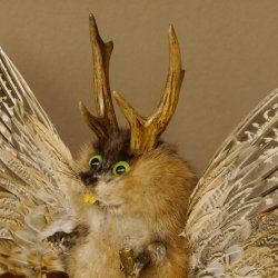 Wolpertinger Wolpi groß Bisam Präparat grüne Augen mit Flügel Geweih Stock Laterne Höhe 36 cm Fabelwesen Gaudi Geschenk 86.14.12