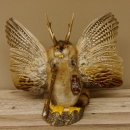 Wolpertinger Wolpi groß Bisam Präparat orange Augen mit Flügel Geweih Stock Laterne Höhe 38 cm Fabelwesen Gaudi Geschenk 86.14.13
