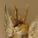 Wolpertinger Wolpi groß Bisam Präparat orange Augen mit Flügel Geweih Stock Laterne Höhe 38 cm Fabelwesen Gaudi Geschenk 86.14.13
