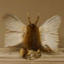 Wolpertinger Wolpi groß Bisam Präparat orange Augen mit Flügel Geweih Stock Laterne Höhe 38 cm Fabelwesen Gaudi Geschenk 86.14.13