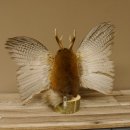 Wolpertinger Wolpi groß Bisam Präparat dunkelblaue Augen mit Flügel Geweih Stock Laterne Höhe 40 cm Fabelwesen Gaudi Geschenk 86.14.7