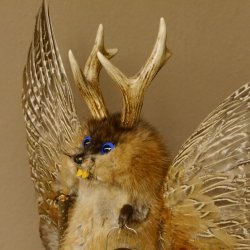 Wolpertinger Wolpi groß Bisam Präparat dunkelblaue Augen mit Flügel Geweih Stock Laterne Höhe 40 cm Fabelwesen Gaudi Geschenk 86.14.7