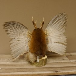 Wolpertinger Wolpi groß Bisam Präparat dunkelblaue Augen mit Flügel Geweih Stock Laterne Höhe 40 cm Fabelwesen Gaudi Geschenk 86.14.7