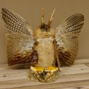 Wolpertinger Wolpi groß Bisam Präparat grüne Augen mit Flügel Geweih Stock Laterne Höhe 35 cm Fabelwesen Gaudi Geschenk 86.14.8