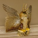 Wolpertinger Wolpi groß Bisam Präparat grüne Augen mit Flügel Geweih Stock Laterne Höhe 35 cm Fabelwesen Gaudi Geschenk 86.14.8