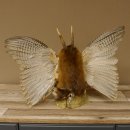 Wolpertinger Wolpi groß Bisam Präparat grüne Augen mit Flügel Geweih Stock Laterne Höhe 35 cm Fabelwesen Gaudi Geschenk 86.14.8