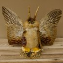 Wolpertinger Wolpi groß Bisam Präparat grüne Augen mit Flügel Geweih Stock Laterne Höhe 35 cm Fabelwesen Gaudi Geschenk 86.14.8
