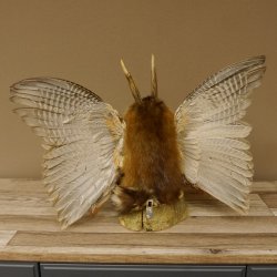 Wolpertinger Wolpi groß Bisam Präparat grüne Augen mit Flügel Geweih Stock Laterne Höhe 35 cm Fabelwesen Gaudi Geschenk 86.14.8