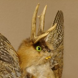 Wolpertinger Wolpi groß Bisam Präparat grüne Augen mit Flügel Geweih Stock Laterne Höhe 35 cm Fabelwesen Gaudi Geschenk 86.14.8