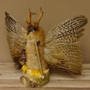 Wolpertinger Wolpi groß Bisam Präparat hellblaue Augen mit Flügel Geweih Stock Laterne Höhe 36 cm Fabelwesen Gaudi Geschenk 86.14.9