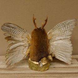 Wolpertinger Wolpi groß Bisam Präparat hellblaue Augen mit Flügel Geweih Stock Laterne Höhe 36 cm Fabelwesen Gaudi Geschenk 86.14.9