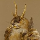 Wolpertinger Wolpi Bisam Präparat mit Stock Rehgeweih braune Augen Fabelwesen 86.4.130