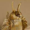 Wolpertinger Wolpi Bisam Präparat mit Stock Rehgeweih braune Augen Fabelwesen 86.4.130