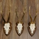 3 Stück Rehgeweihe Rehbocke Reh Bock Geweihe auf Trophäenschildern 22.1272
