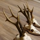 3 Stück Rehgeweihe Rehbocke Reh Bock Geweihe auf Trophäenschildern 22.1272