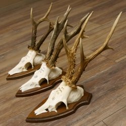 3 Stück Rehgeweihe Rehbocke Reh Bock Geweihe auf Trophäenschildern 22.1272
