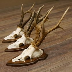 3 Stück Rehgeweihe Rehbocke Reh Bock Geweihe auf Trophäenschildern 22.1272