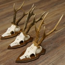 3 Stück Rehgeweihe Rehbocke Reh Bock Geweihe auf Trophäenschildern 22.1272