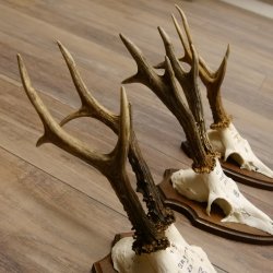 3 Stück Rehgeweihe Rehbocke Reh Bock Geweihe auf Trophäenschildern 22.1272