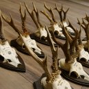 10 Stück Rehgeweihe Rehbocke Reh Bock Geweihe auf Trophäenschildern 22.1275