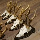 10 Stück Rehgeweihe Rehbocke Reh Bock Geweihe auf Trophäenschildern 22.1275