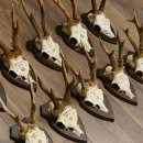 10 Stück Rehgeweihe Rehbocke Reh Bock Geweihe auf Trophäenschildern 22.1275