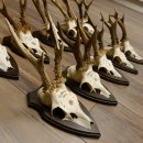 10 Stück Rehgeweihe Rehbocke Reh Bock Geweihe auf Trophäenschildern 22.1275