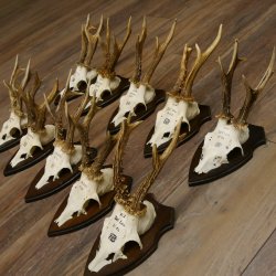 10 Stück Rehgeweihe Rehbocke Reh Bock Geweihe auf Trophäenschildern 22.1275