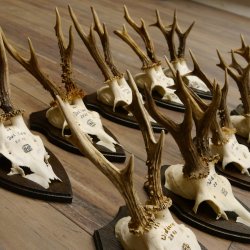 10 Stück Rehgeweihe Rehbocke Reh Bock Geweihe auf Trophäenschildern 22.1275