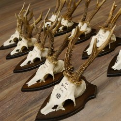 10 Stück Rehgeweihe Rehbocke Reh Bock Geweihe auf Trophäenschildern 22.1275