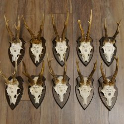 10 Stück Rehgeweihe Rehbocke Reh Bock Geweihe auf Trophäenschildern 22.1275