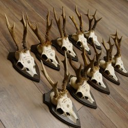 10 Stück Rehgeweihe Rehbocke Reh Bock Geweihe auf Trophäenschildern 22.1275