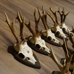 10 Stück Rehgeweihe Rehbocke Reh Bock Geweihe auf Trophäenschildern 22.1275