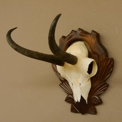 Gamsgeweih Gams Gems Geweih auf geschnitztem Trophäenschild SL 19,8 cm 47.203