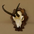 Gamsgeweih Gams Gems Geweih auf geschnitztem Trophäenschild SL 19,8 cm 47.203