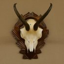 Gamsgeweih Gams Gems Geweih auf geschnitztem Trophäenschild SL 19,8 cm 47.203