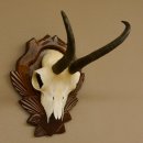 Gamsgeweih Gams Gems Geweih auf geschnitztem Trophäenschild SL 19,8 cm 47.203