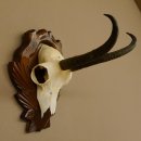 Gamsgeweih Gams Gems Geweih auf geschnitztem Trophäenschild SL 19,8 cm 47.203