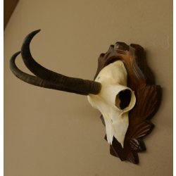 Gamsgeweih Gams Gems Geweih auf geschnitztem Trophäenschild SL 19,8 cm 47.203