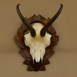 Gamsgeweih Gams Gems Geweih auf geschnitztem Trophäenschild SL 19,8 cm 47.203