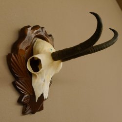 Gamsgeweih Gams Gems Geweih auf geschnitztem Trophäenschild SL 19,8 cm 47.203