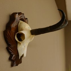 Gamsgeweih Gams Gems Geweih auf geschnitztem Trophäenschild SL 19,8 cm 47.203
