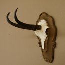 Gamsgeweih Gams Gems Geweih auf geschnitztem Trophäenschild SL 18,5 cm 47.204