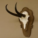 Gamsgeweih Gams Gems Geweih auf geschnitztem Trophäenschild SL 18,5 cm 47.204