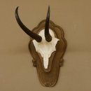 Gamsgeweih Gams Gems Geweih auf geschnitztem Trophäenschild SL 18,5 cm 47.204