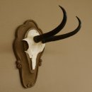 Gamsgeweih Gams Gems Geweih auf geschnitztem Trophäenschild SL 18,5 cm 47.204