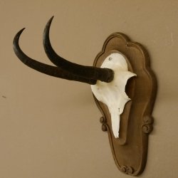 Gamsgeweih Gams Gems Geweih auf geschnitztem Trophäenschild SL 18,5 cm 47.204